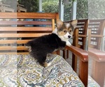 Bambi - Female Pembroke Welsh Corgi Puppy for Sale - Photo #6