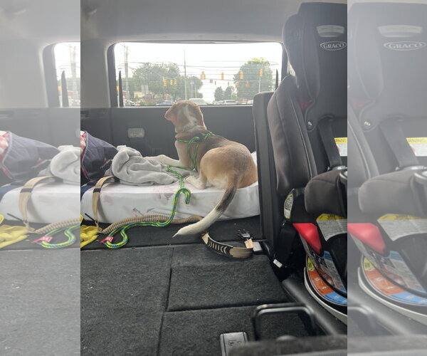 Medium Photo #2 American Foxhound Puppy For Sale in Holly Springs, NC, USA