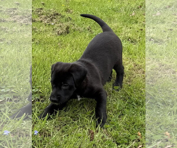 Medium Photo #2 Labrador Retriever-Unknown Mix Puppy For Sale in Stevens Point, WI, USA