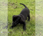 Small #1 Labrador Retriever Mix