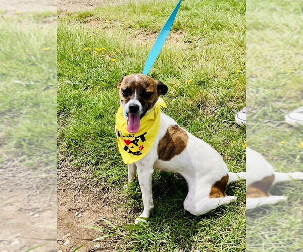 Medium Photo #2 Jack Chi Puppy For Sale in Mooresville, NC, USA