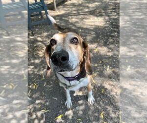 Kemp - Male Coonhound-Unknown Mix Dog for Adoption - Photo #3