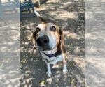 Small #2 Coonhound Mix