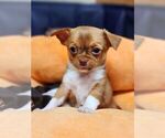 Small Photo #4 Chihuahua Puppy For Sale in MOUNT AIRY, NC, USA