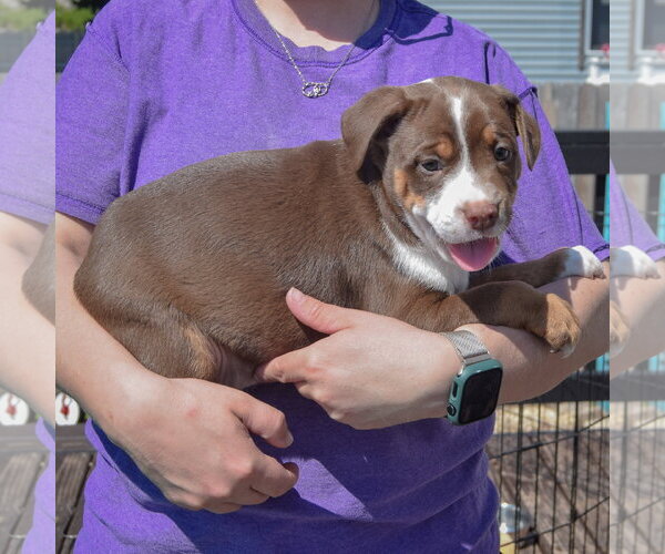 Medium Photo #2 American Staffordshire Terrier-Boston Terrier Mix Puppy For Sale in Huntley, IL, USA
