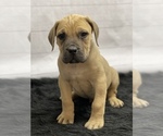 Small Photo #5 Boerboel Puppy For Sale in QUAPAW, OK, USA