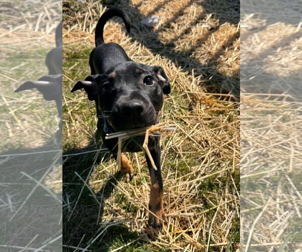 Medium Photo #3 German Pinscher-Unknown Mix Puppy For Sale in Germantown, OH, USA