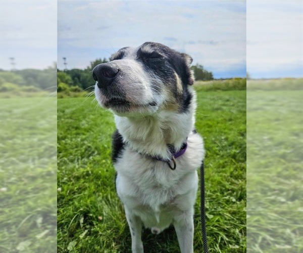 Medium Photo #4 Border Collie-Unknown Mix Puppy For Sale in Gloversville, NY, USA