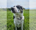 Small #3 Border Collie Mix