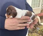 Small Photo #5 Dachshund Puppy For Sale in ROEBUCK, SC, USA