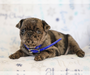 Jug-Pug Mix Puppy for sale in LIBERTY, KY, USA
