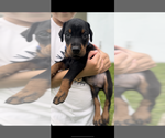Small #2 Doberman Pinscher