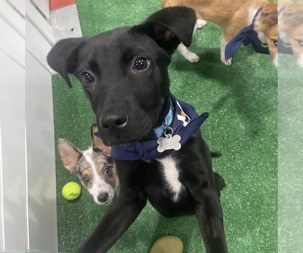 Medium Photo #4 Border Collie-Unknown Mix Puppy For Sale in Overland Park, KS, USA