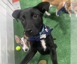 Small #3 Border Collie Mix