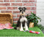 Small #7 Schnauzer (Miniature)