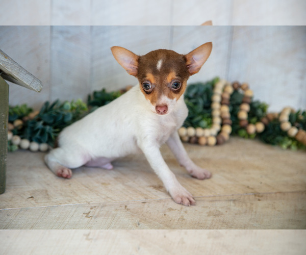 Medium Photo #5 Fox Terrier (Toy) Puppy For Sale in SUGARCREEK, OH, USA
