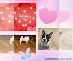 Small Photo #2 French Bulldog Puppy For Sale in TOWSON, MD, USA
