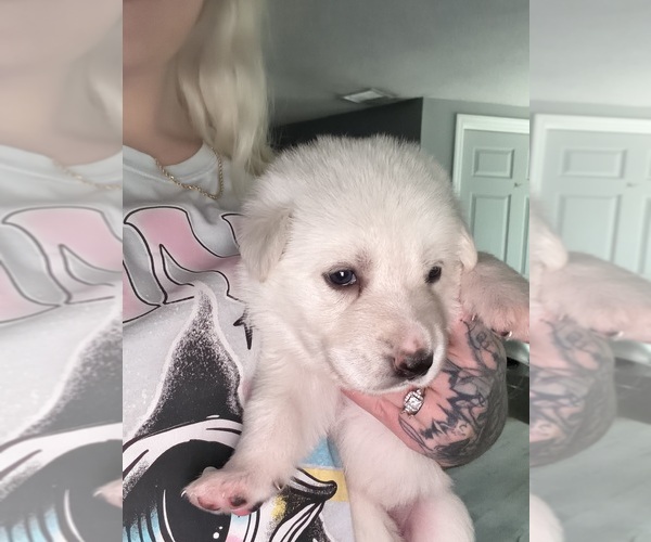 Medium Photo #6 German Shepherd Dog Puppy For Sale in PORT RICHEY, FL, USA