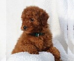Small Photo #6 Goldendoodle-Poodle (Standard) Mix Puppy For Sale in LEOLA, PA, USA