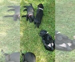 Small Photo #43 Labrador Retriever Puppy For Sale in OLYMPIA, WA, USA
