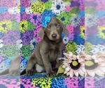 Small Photo #3 Labrador Retriever Puppy For Sale in NOTTINGHAM, PA, USA