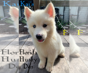 Siberian Husky Puppy for sale in NEW PORT RICHEY, FL, USA