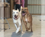 Small #2 Black Mouth Cur Mix