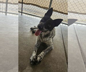 Medium Australian Cattle Dog Mix