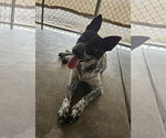 Small Australian Cattle Dog Mix