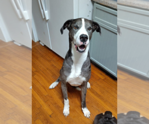 Great Dane Dogs for adoption in Foristell, MO, USA
