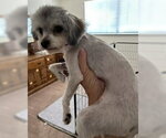 Small #5 Maltese Mix