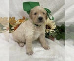 Puppy Merida Golden Retriever