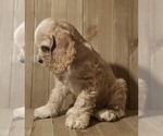 Puppy Oakley Cocker Spaniel