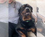 Small #2 Rottweiler