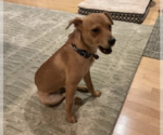 Small #3 Labrador Retriever Mix