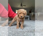 Small Photo #9 Goldendoodle Puppy For Sale in BARNESVILLE, GA, USA