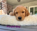 Small #4 Golden Retriever