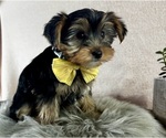 Small #6 Yorkshire Terrier