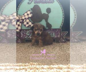 Poodle (Toy) Puppy for sale in DOUGLASVILLE, GA, USA