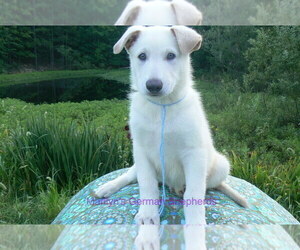 German Shepherd Dog Puppy for Sale in PIEDMONT, Missouri USA