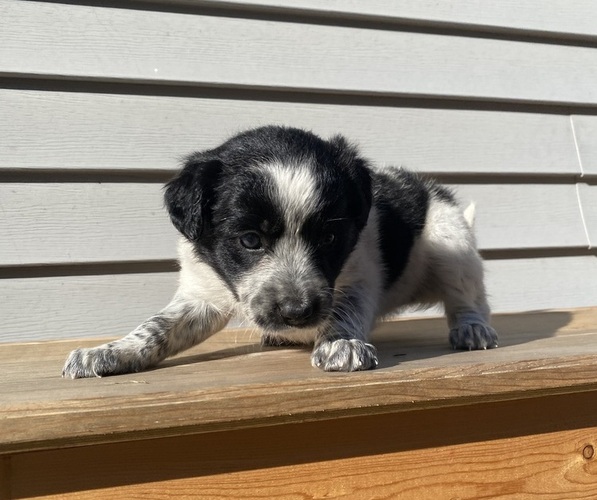 Medium Photo #22 Australian Cattle Dog Puppy For Sale in SMITHS CREEK, MI, USA