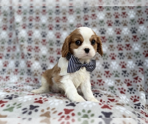 Medium Photo #2 Cavalier King Charles Spaniel Puppy For Sale in LAKELAND, FL, USA