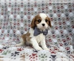 Small #1 Cavalier King Charles Spaniel