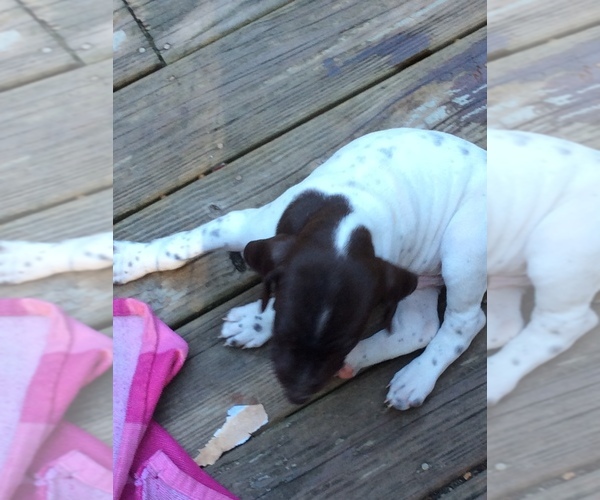 Medium Photo #1 German Shorthaired Pointer Puppy For Sale in OSTERVILLE, MA, USA