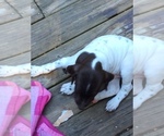 Small Photo #1 German Shorthaired Pointer Puppy For Sale in OSTERVILLE, MA, USA