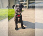 Small #1 Australian Shepherd Mix