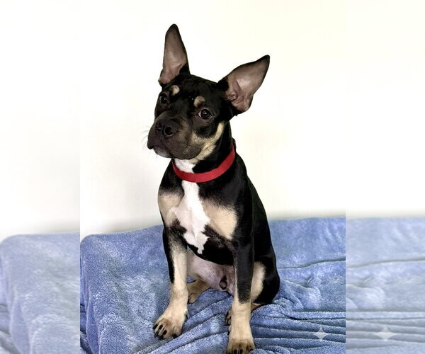 Medium Photo #3 Mutt Puppy For Sale in Spring Lake, NJ, USA