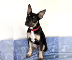 Small #2 Mutt