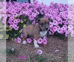 Puppy 3 Alapaha Blue Blood Bulldog-Jack Russell Terrier Mix
