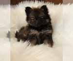 Small Photo #1 Pomeranian Puppy For Sale in BIG ISLAND, VA, USA